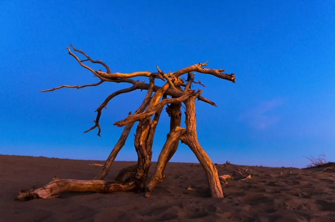 额济纳胡杨林自驾游详细攻略,宝鸡自驾往额济纳胡杨林攻略
