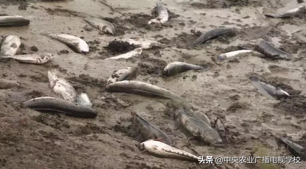 养黑鱼视频大全集,农广天地黑鱼养殖技术视频