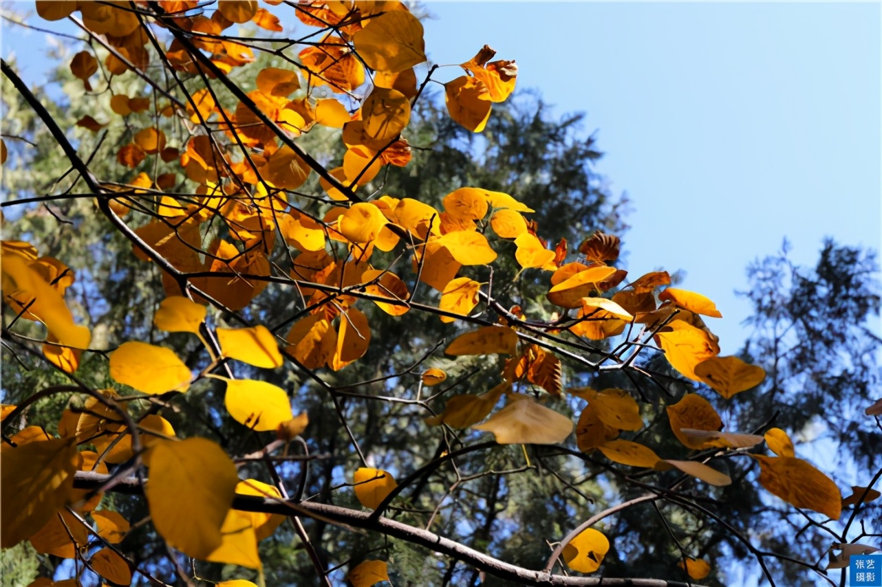 北京香山红叶林观看最佳月份,北京香山红叶最佳观赏期是在几月