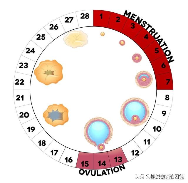 月经后第七天容易怀孕吗,经期结束第七天怀孕几率大吗