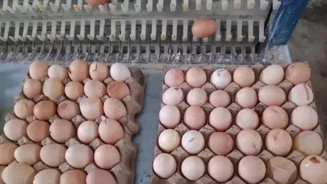 蛋鸡输卵管出现干酪物怎么回事,蛋鸡得流感好以后畸形蛋怎么办