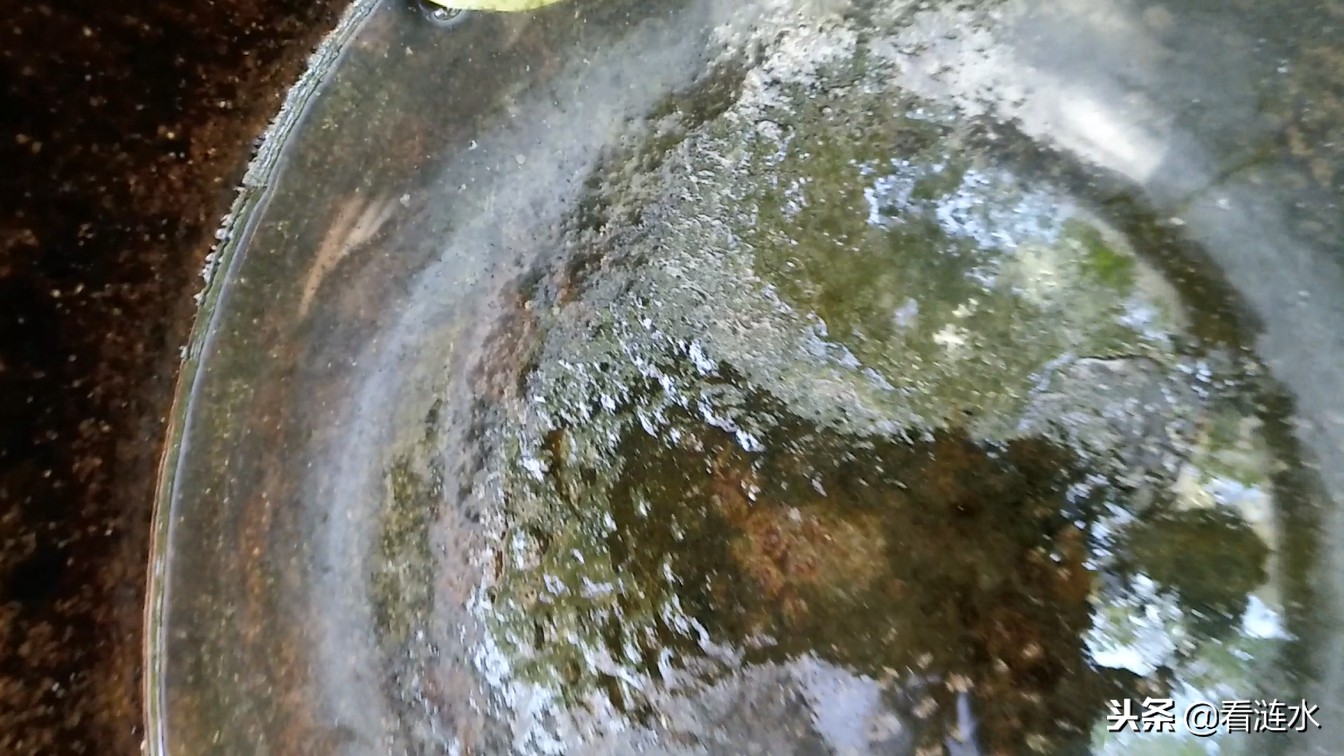 农村水缸里起青苔如何去除,水缸除青苔最好方法