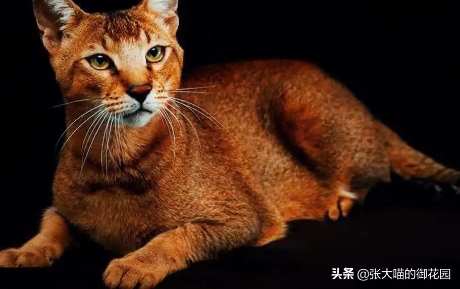 最危险的8种猫排名,世界上最历害的猫有哪些