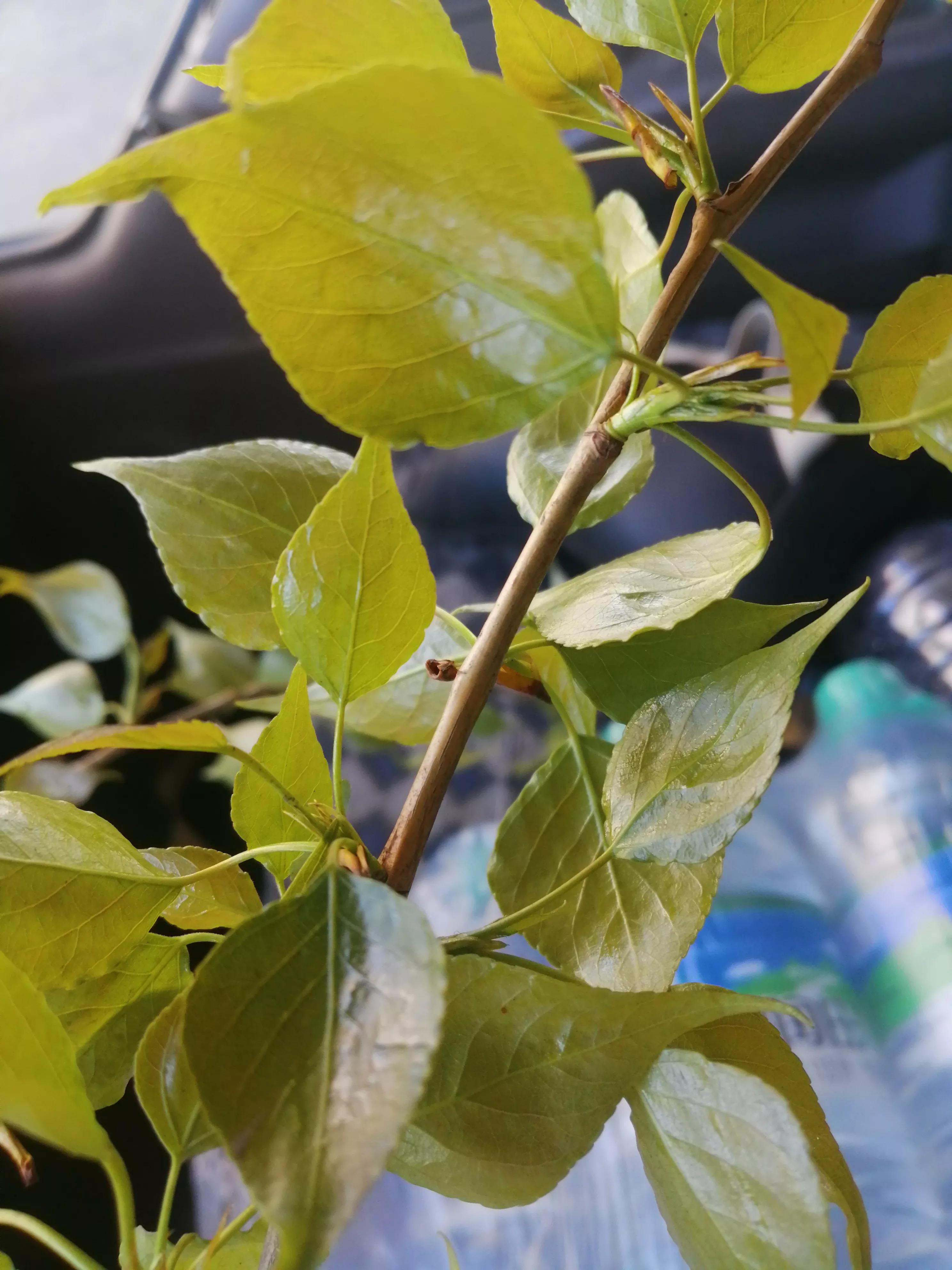 杨树叶能吃吗,杨树叶子能不能吃