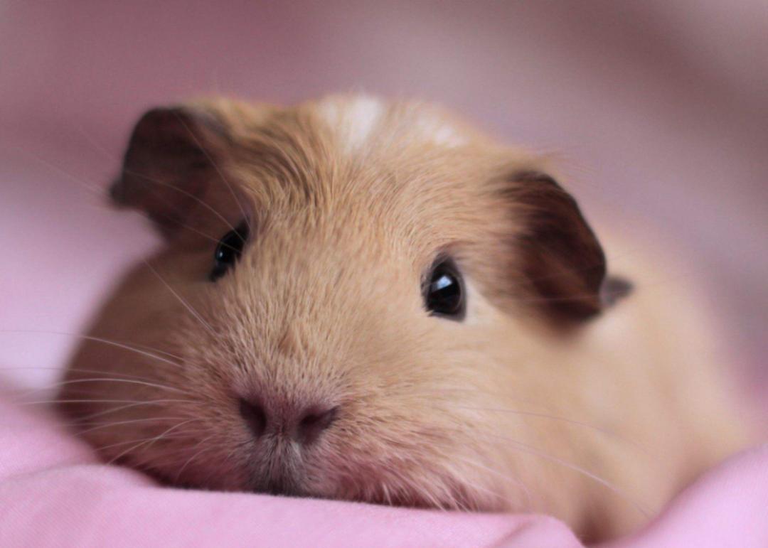 小孩子最适合养的小宠物大合集,哪种小宠物最好养又可爱听话