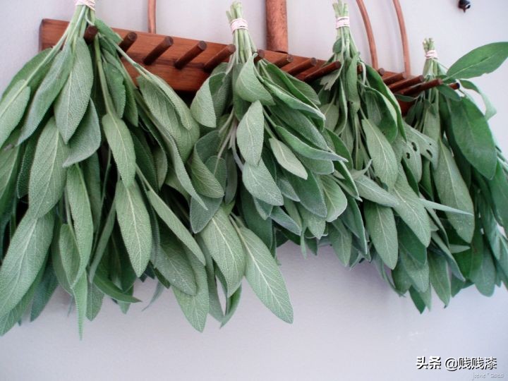 西餐常用的香料百里香是什么味道,西餐中经常用到的香草如何搭配