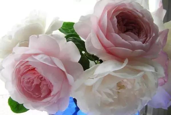 一万年一次的2020520;一起认识100种玫瑰~别送错啊