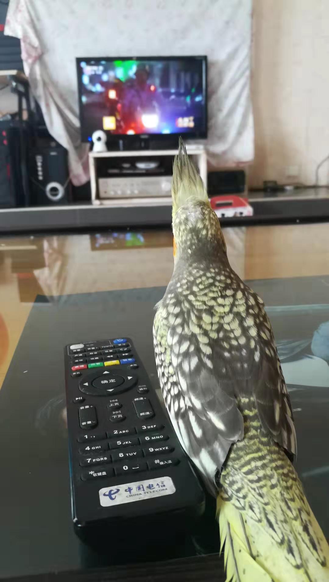 玄凤鹦鹉没力气没精神没食欲拉稀,刚断奶的鹦鹉不吃不喝能坚持几天