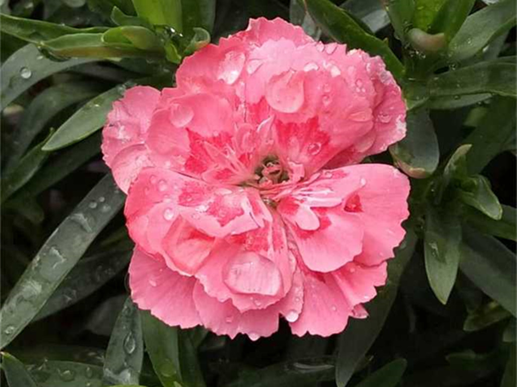 康乃馨花苞不开的处理方法,康乃馨切花花苞不开怎么办