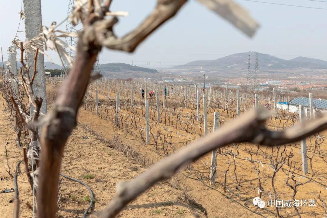 打造中德生态城、西展新高地，羊亭镇奏响“攻坚突破”发展强音