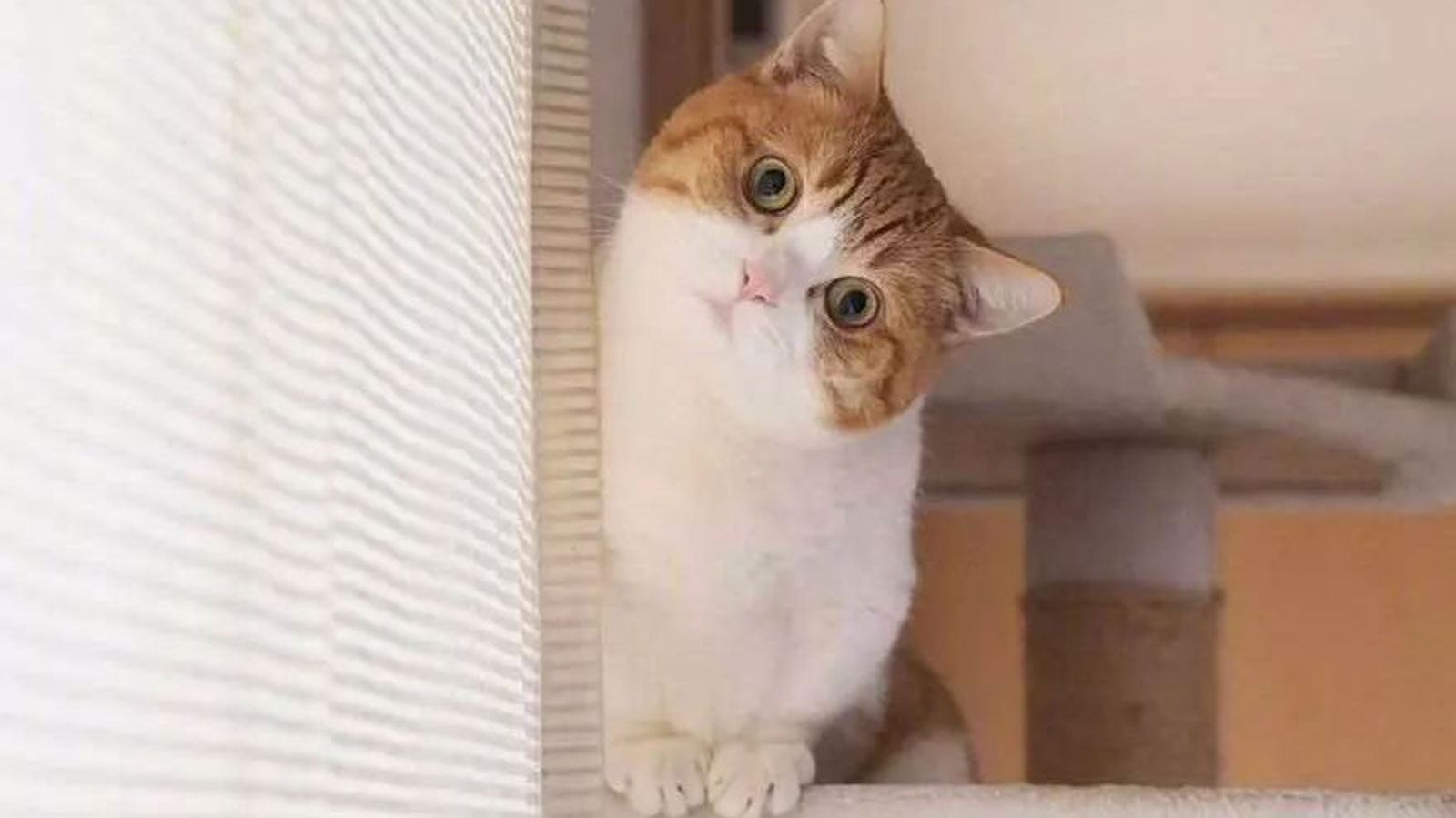 猫咪歪头站不稳什么原因,猫咪歪头站不稳是怎么回事