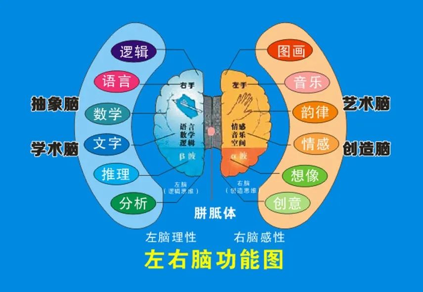 怎么看孩子左右脑发育,平衡左右脑训练