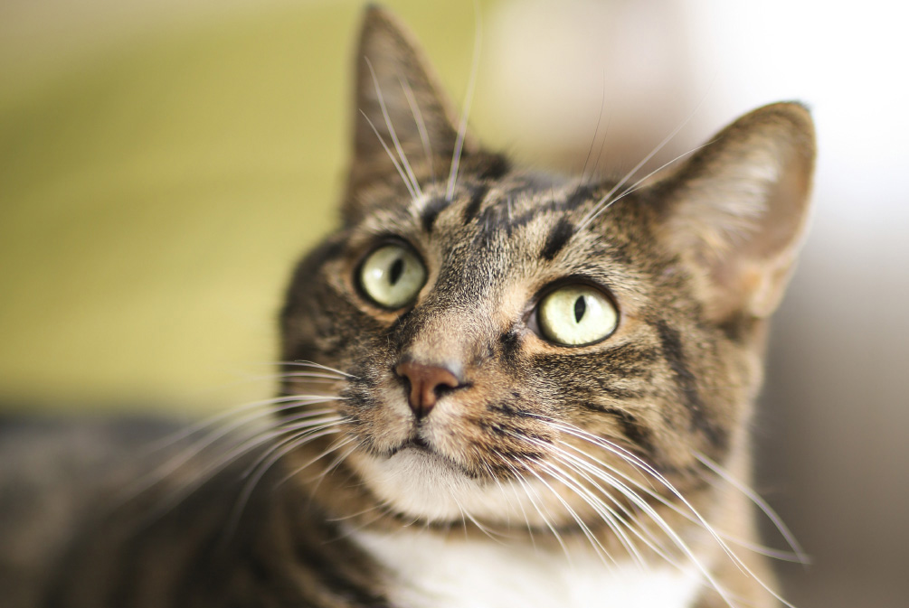 被猫咪抓伤用肥皂水洗可以吗,被家猫抓伤需要用肥皂水洗吗