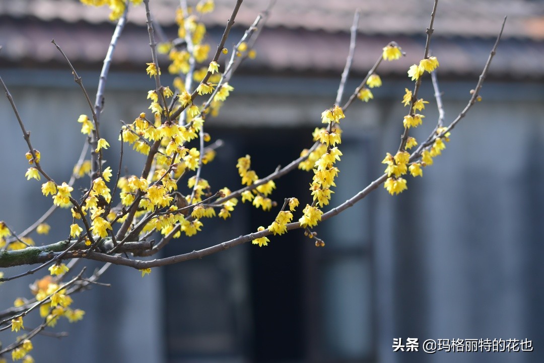 花园里四季常青的树,花园里四季都绿的植物