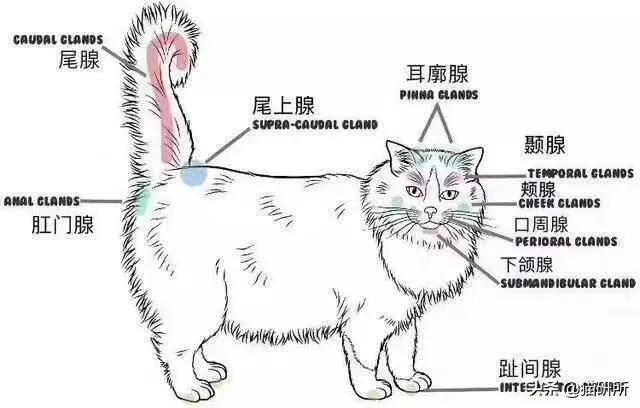 猫咪也有汗臭味儿吗？爱闻人类出汗的腋下又是为什么？