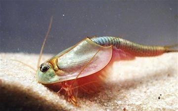 仙女虾和三眼恐龙虾是昆虫吗,养三眼恐龙虾和仙女虾视频