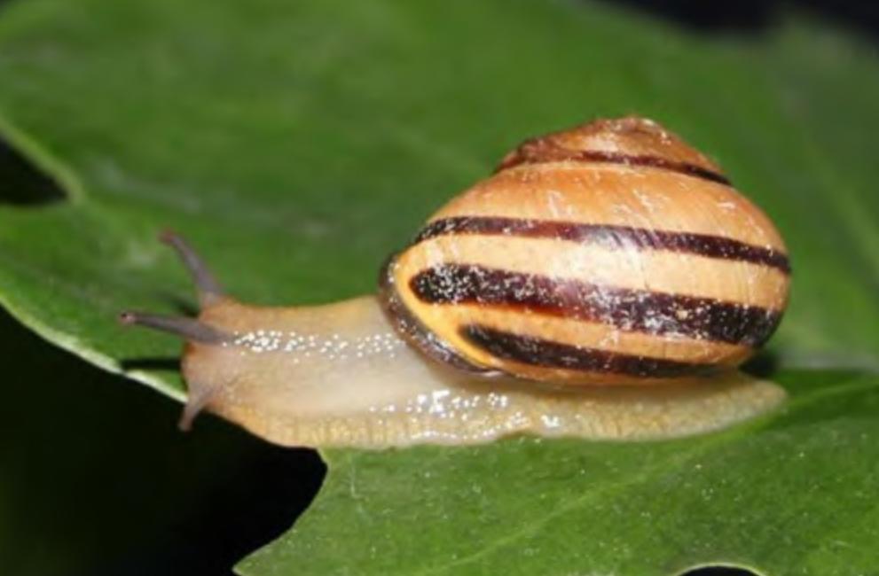 旅客携带439只甲虫入境被拦,海关查获活体蜗牛