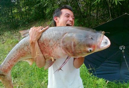 鲢鳙专用饵料排行,最火爆的鲢鳙饵料