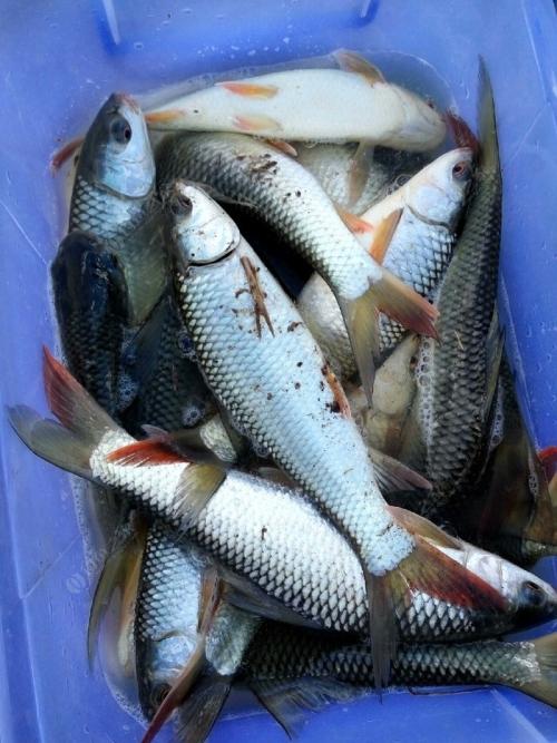 春钓鲮鱼用什么饵最好,钓鲮鱼的技巧和方法