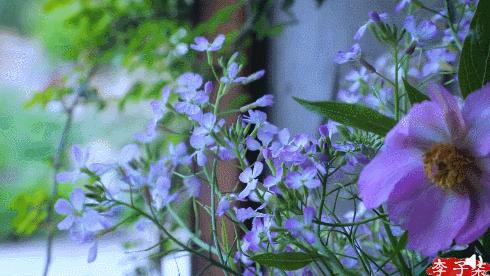 每日春花|野花（二）：野花含笑深丛开，满地清芳别样春