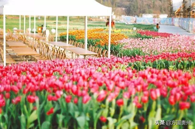 贵州清凉一日游,贵州黔南春季旅游攻略