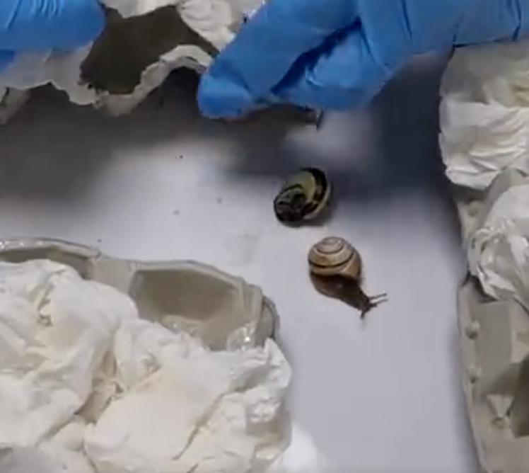 海关查获外来入侵蜗牛,包裹被广州海关拦截