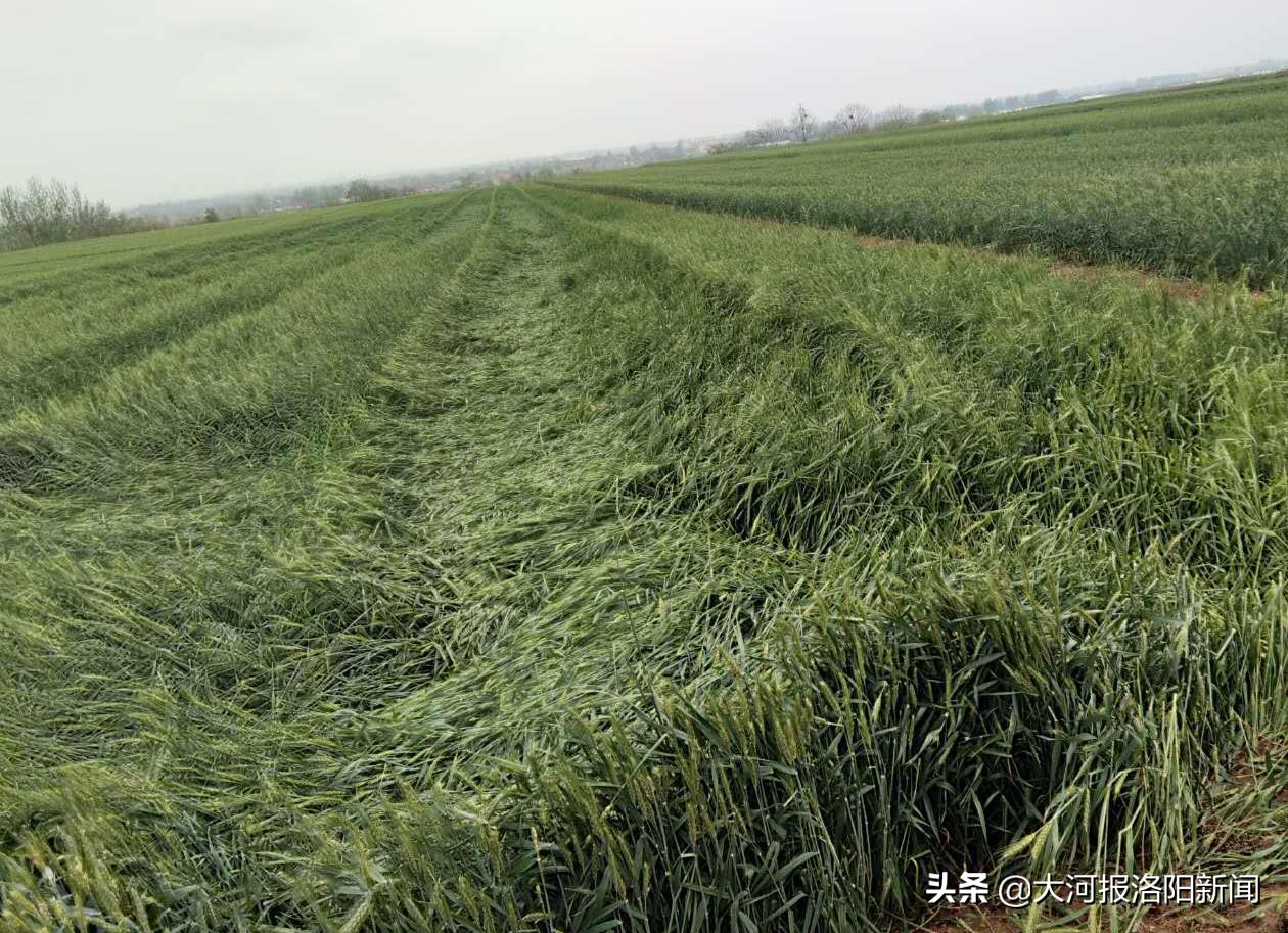 小麦成熟被冰雹砸怎么补救,小麦遭到冰雹灾害的现场