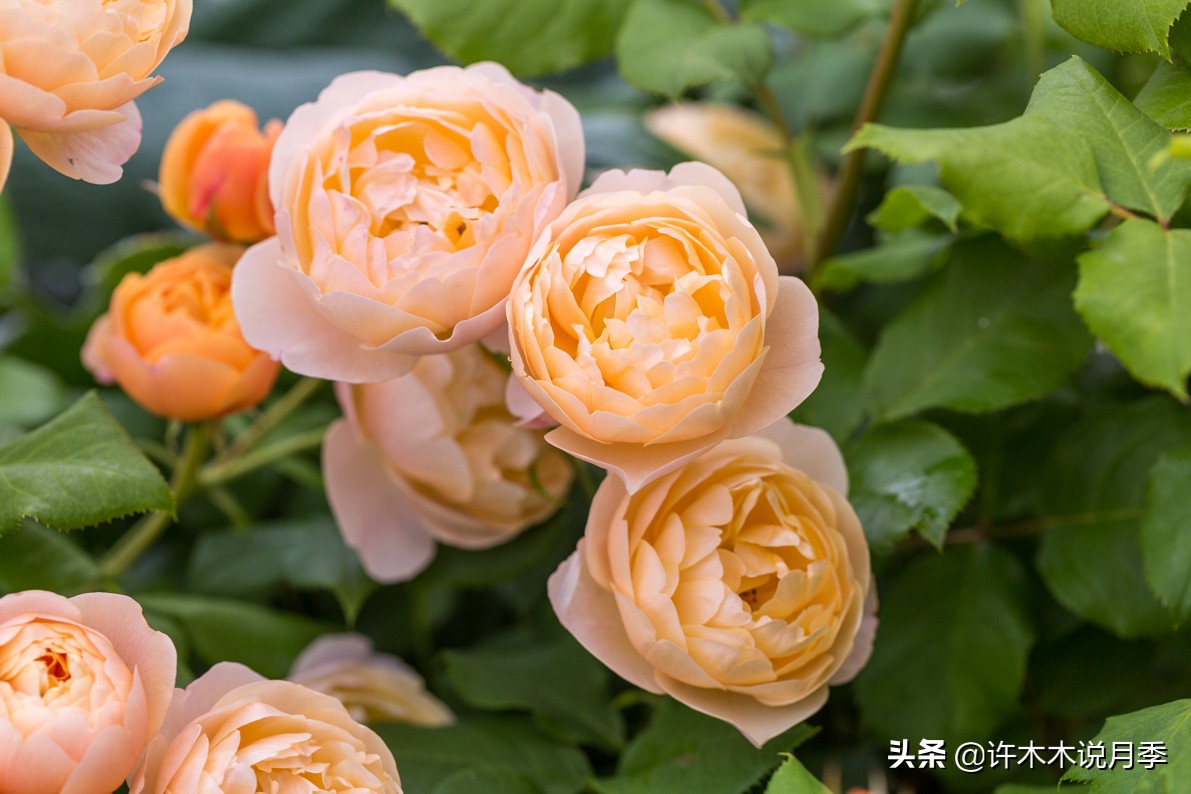 月季长得细开花少怎么办,月季叶子稀疏怎么办