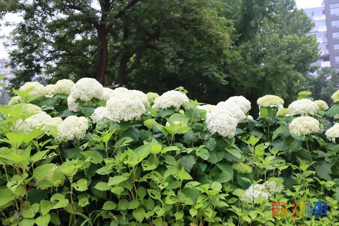 北京免费的花海公园,北京免费花海景区