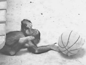 太原动物园六只小白虎,太原动物园必看的动物