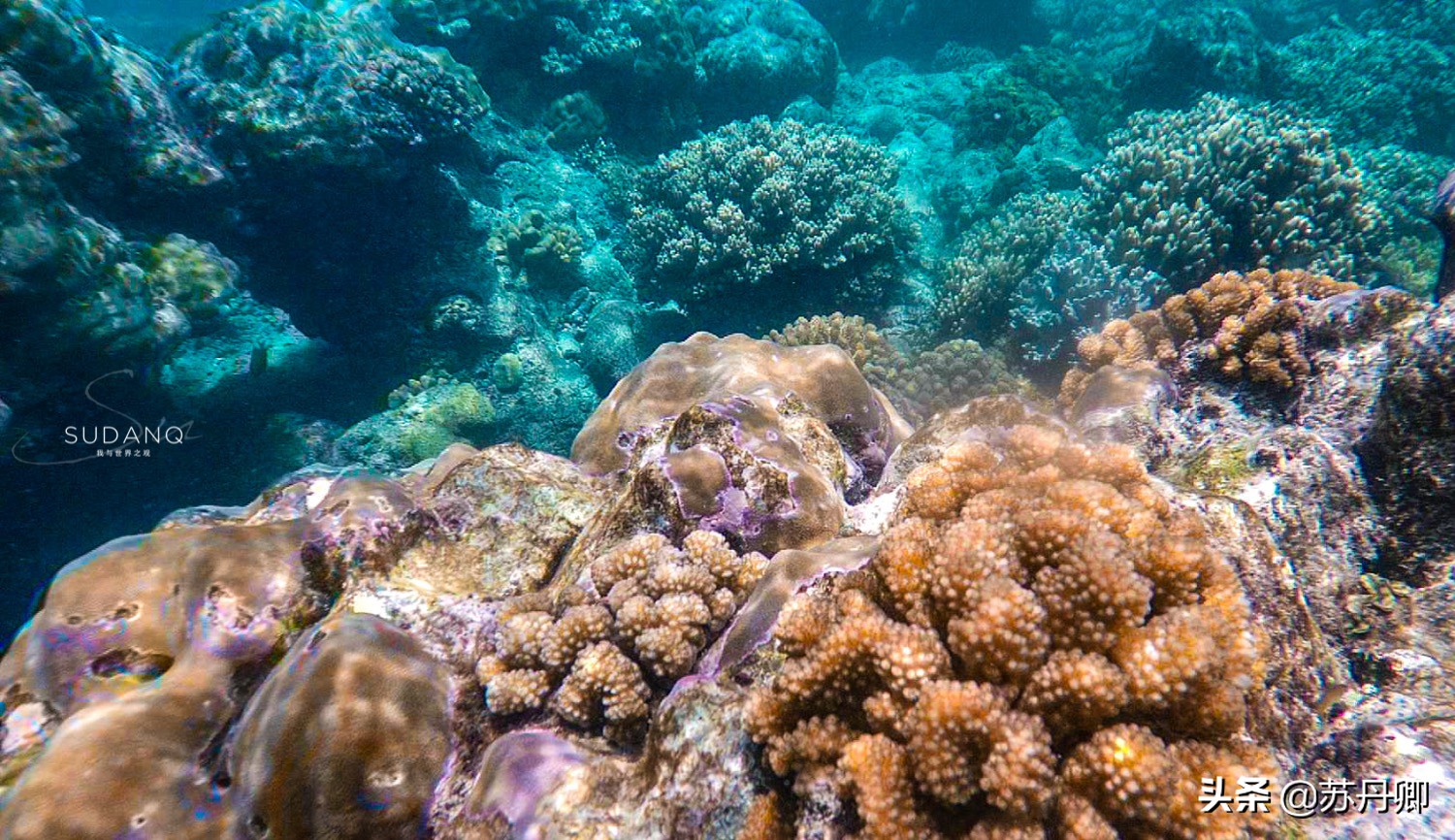 潜水多危险,自由潜水极限运动危险程度