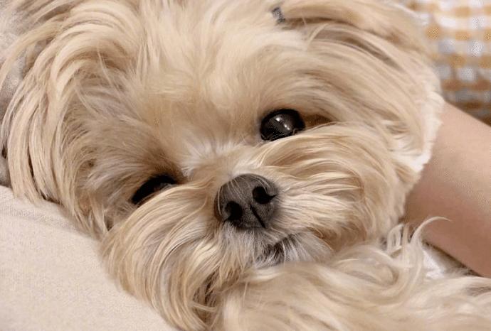 狗狗最近这几天老是藏起来,狗狗为什么总是藏沙发底下