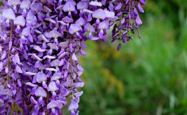 紫藤花随风摇曳,一帘幽梦里的紫藤花片段