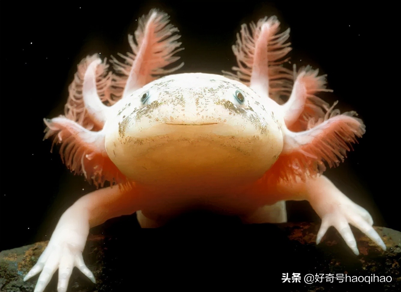 六角恐龙鱼为什么有再生能力,六角恐龙鱼腿再生
