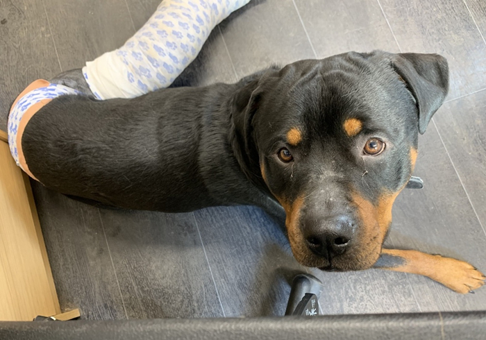 狗狗被烫伤了用什么药最好,狗狗烫伤应该用什么药物