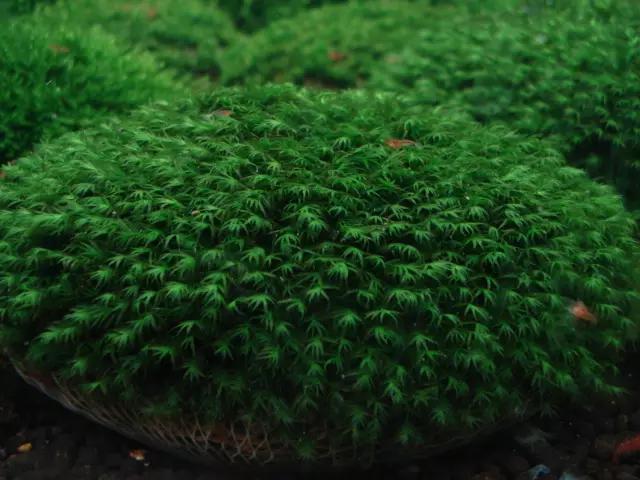 本色水景|教你认识——常见莫斯品种！水草造景学习