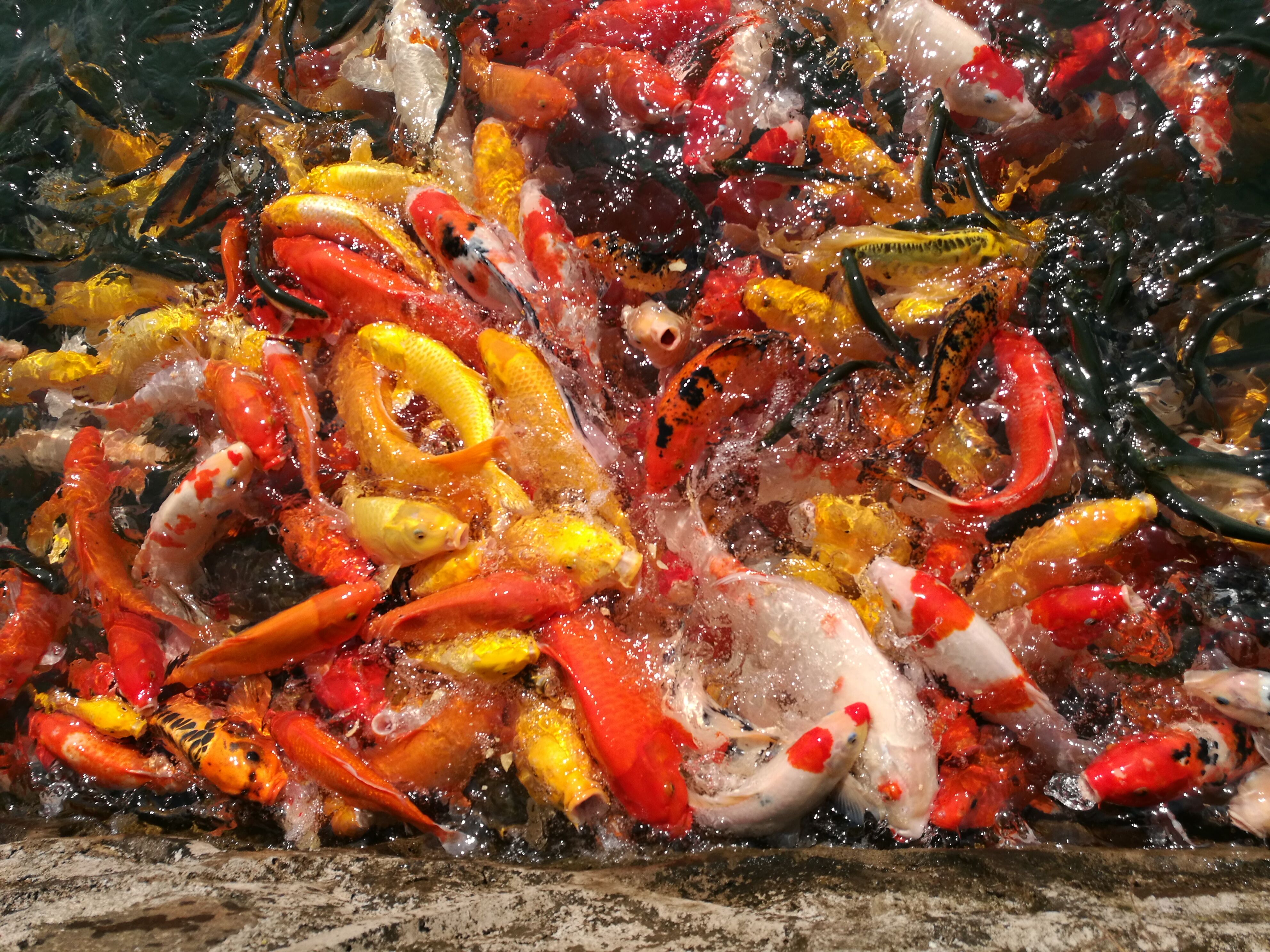 网箱养殖致富项目,发展网箱养鱼带动村民致富