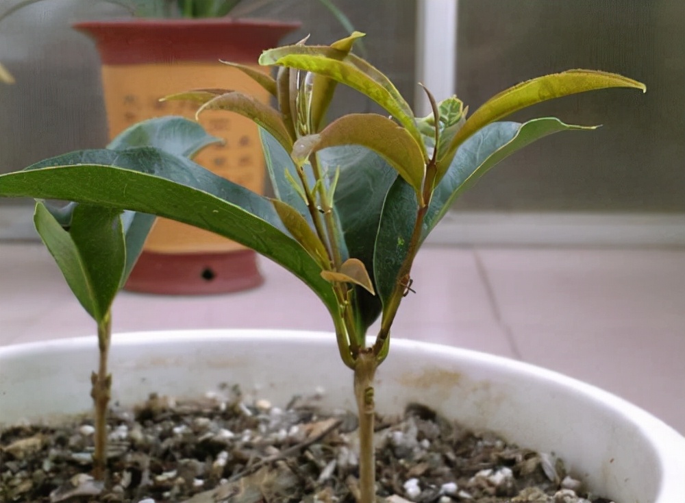 4种路边“高价树”，剪1段“枝条”插沙土里，30天白根冒、长势猛