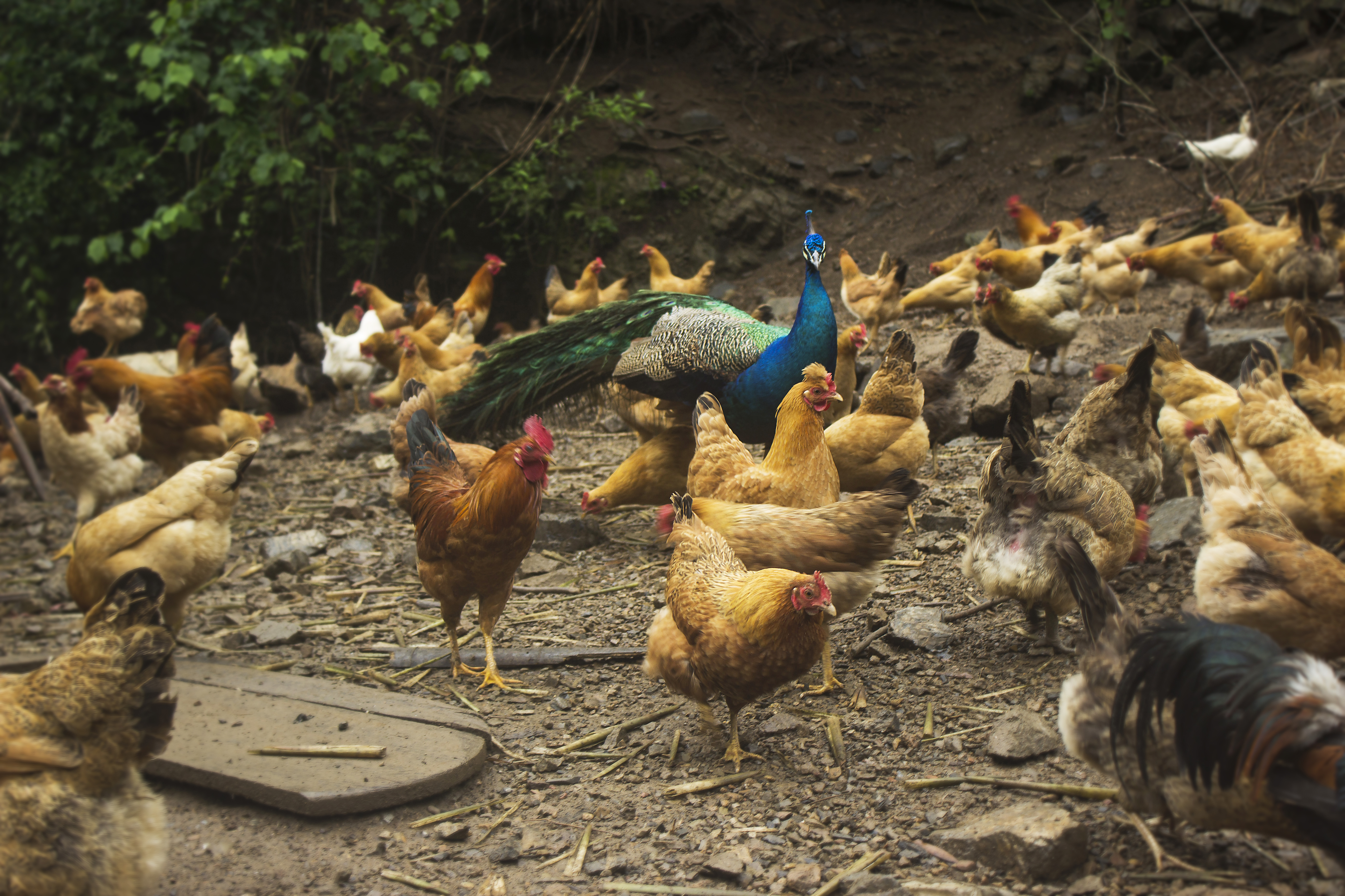 土鸡养殖技术一年挣多少钱,散养土鸡致富方法