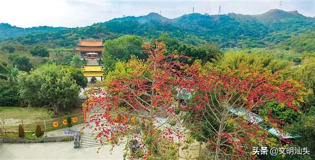 春满鮀城：“云”端繁花也醉人