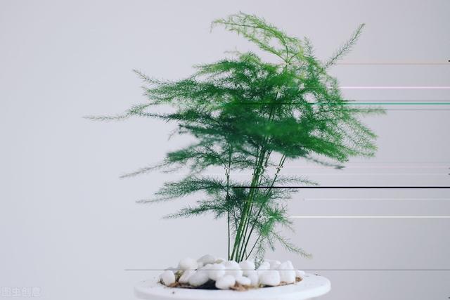 家里有这三种绿植花草的赶紧扔掉,家里一堆养花的盆