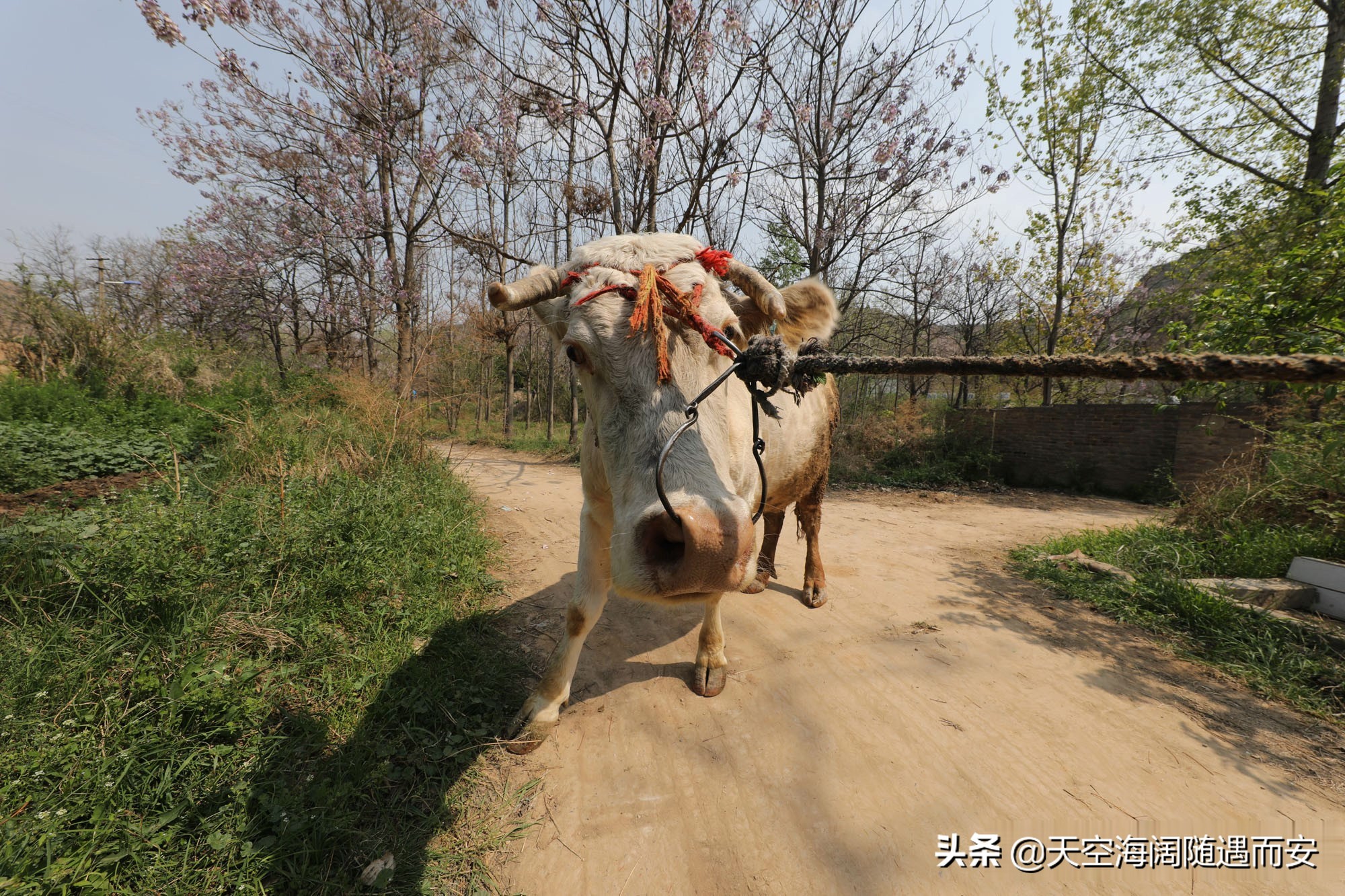 山西8旬大爷在农村做无本生意，3年净赚3万元，看他干的啥营生