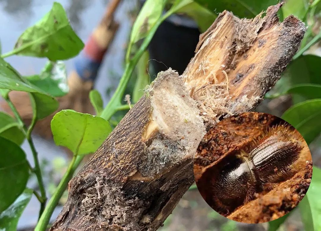 怎么消灭果树内蛀虫,如何杀死树里的蛀虫