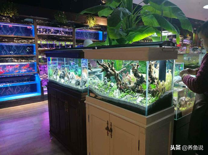 买观赏鱼建议在哪买,买观赏鱼去什么地方