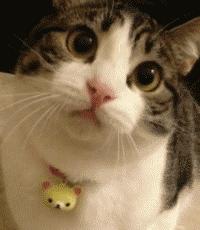 有哪些口红买了绝对不会错,珑梨派的口红是真货吗