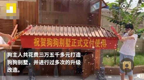 最壕狗窝！主人花3万5为爱宠造了个别墅，泳池和阳光房全都有