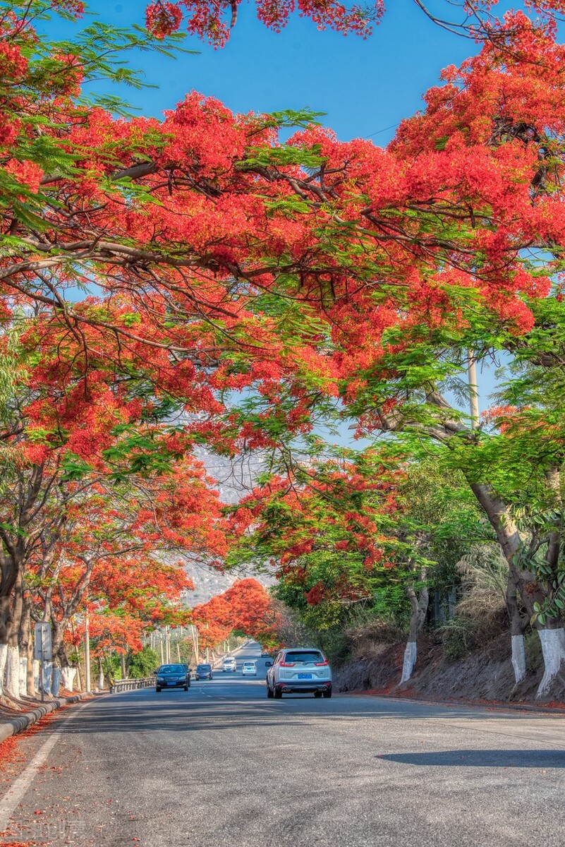 花草中的“火凤凰”,树上树下同惊艳,可惜只有南方人有眼福
