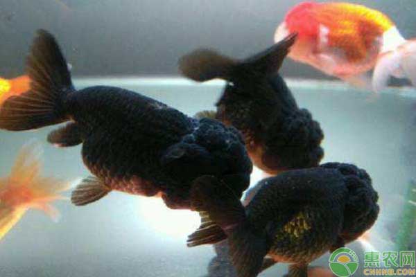 金鱼哪个品种比较好养,金鱼有多少品种哪个品种好养