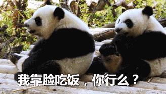 熊猫贝贝回国后的生活,和平大使熊猫