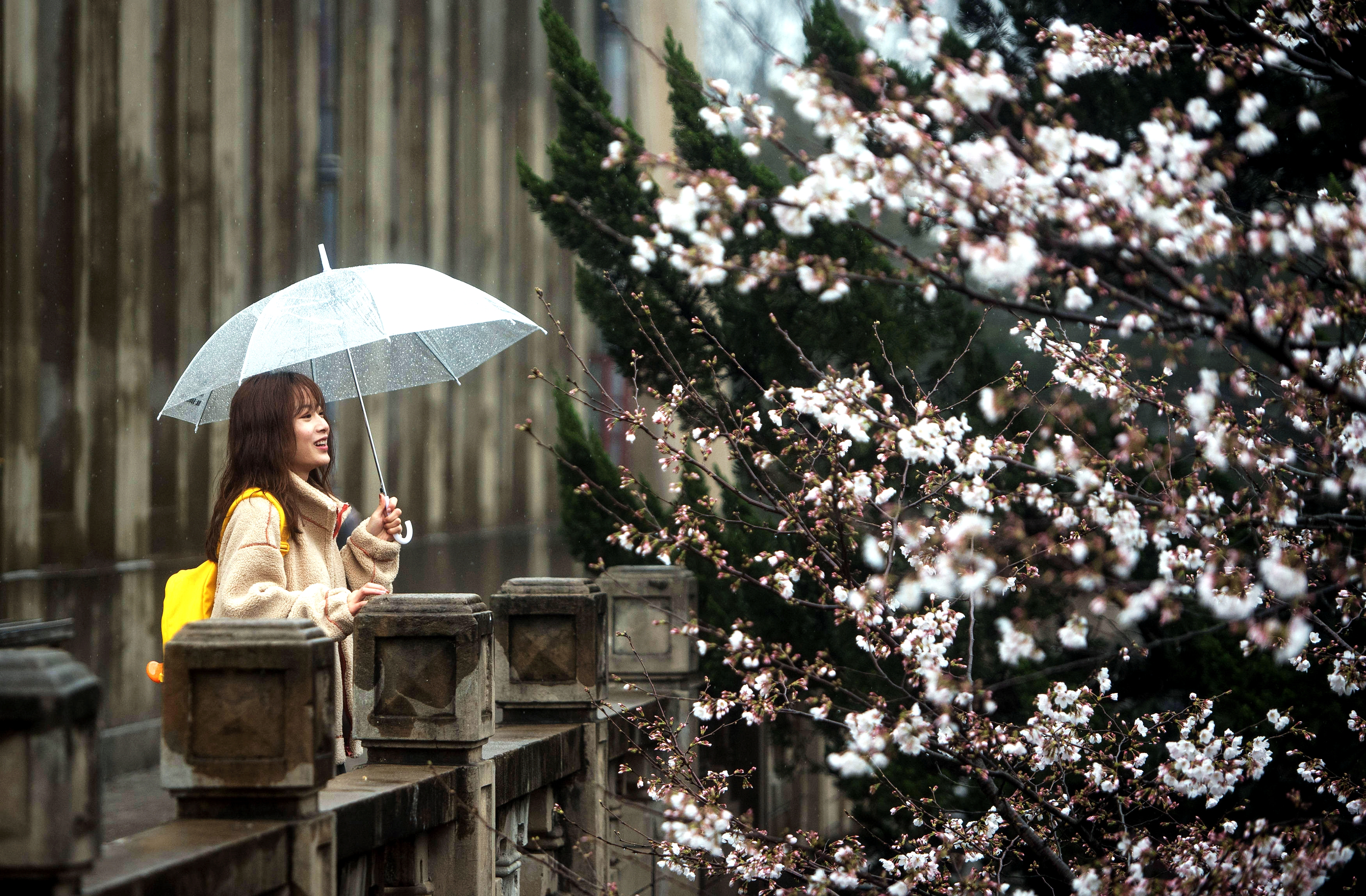 武大樱花的特别之处,武大樱花与南京樱花哪个好看